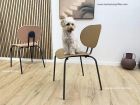 chaises-cuisine-chiens-chats