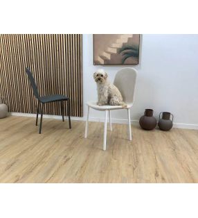 chaises-appropriées-maisons-chiens