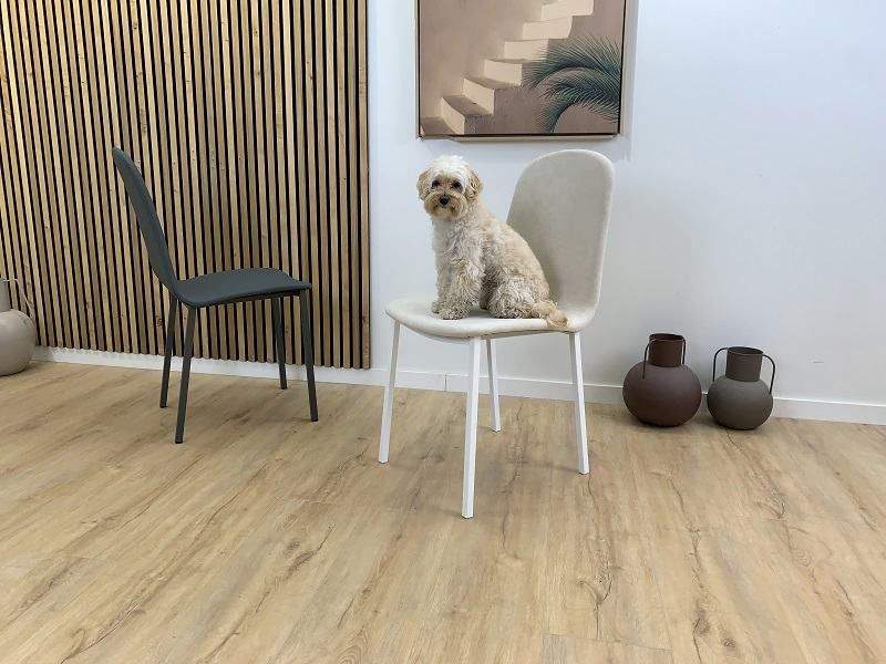 sillas-adecuadas-casas-perros